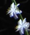 primavera